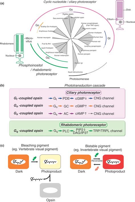 Evolution And Diversity Of Opsins Terakita 2012 Wiley