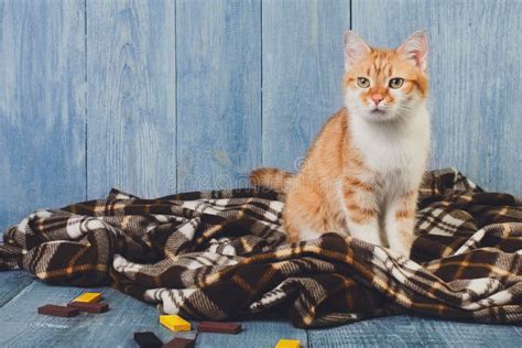 Ginger Cat Sitting On Plaid Blanket Stock Photo Image Of Animal