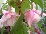 Fuchsia "NANCY LOU" | Brenlissa Online Nursery