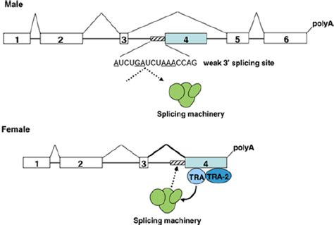 Sex Specific Splicing Regulation Of Dsx By Tra And Tra2 Tra Together