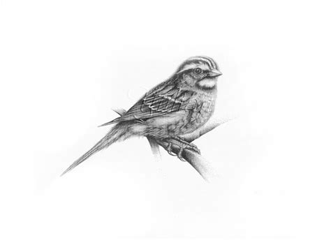 Realistic Bird Drawing at PaintingValley.com | Explore collection of Realistic Bird Drawing