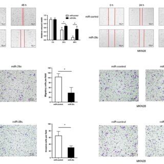 Mir C Inhibits Migration And Invasion In Gc Cells A Wound Healing