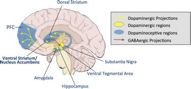 Dopaminergic pathways in the brain. | Download Scientific Diagram