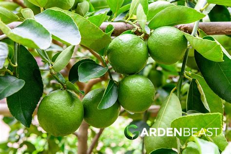 Lime Tree Guide: How to Grow & Care for Lime Trees