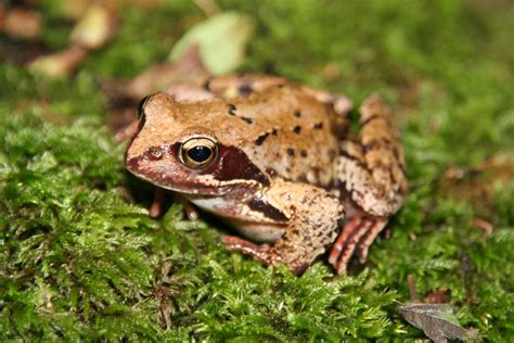Frösche....... Foto & Bild | tiere, wildlife, amphibien & reptilien
