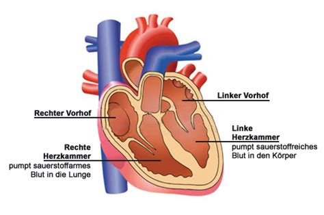 Der Aufbau Des Gesunden Herzens Vorh Fe Kammern Klappen