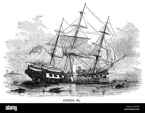 Whaling 1855 Ncutting In A Killed Whale Is Brought To The Side Of