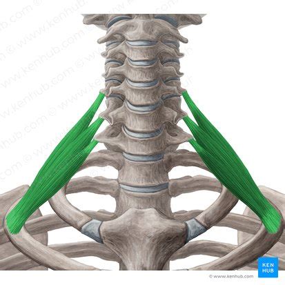 M Sculos Del Cuello Or Genes Inserciones Funciones Kenhub