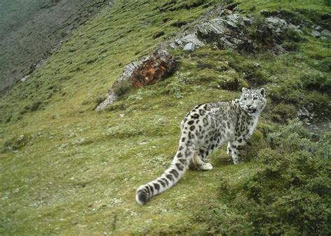 新华全媒丨50位科研人员12年在三江源拍下超10万张雪豹影像国内新闻频道云南网