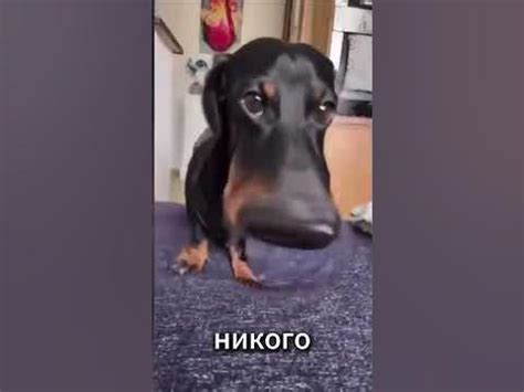 Забавные моменты веселых котят. Смехота с кошками #веселыекотята - YouTube