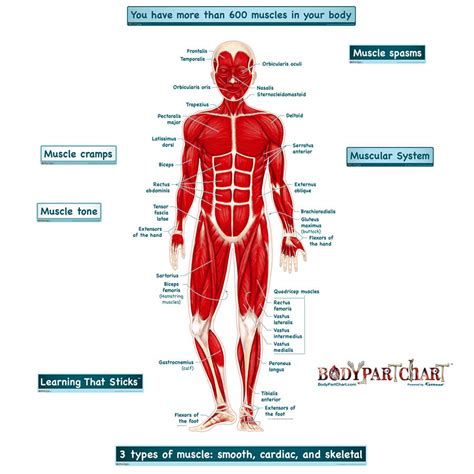 Simplified Muscular System Labeled Decal | Shop Fathead Anatomical ...