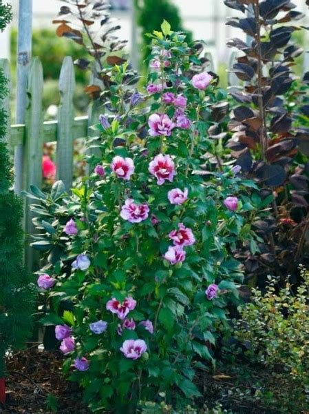 Growing the purple pillar rose of sharon, perennial, tree, shrub ...