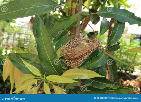 Natural Bird Nest On Evergreen Mango Tree Stock Image Image Of House