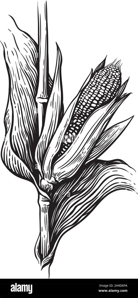 Corn Stalk Drawing