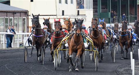 Conseil Des Chevaux Hauts De France