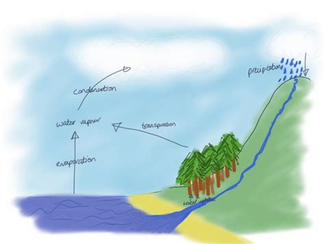 Photosynthesis, Respiration and Transpiration – Not a Horticulturist