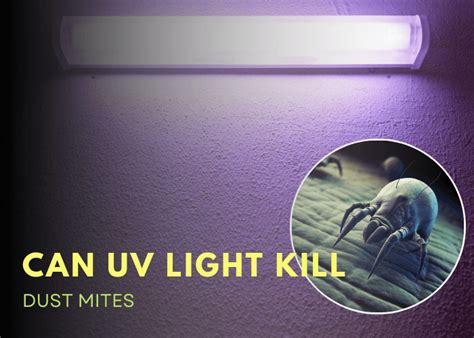 Can Uv Light Kill Dust Mites Sleep Savvy