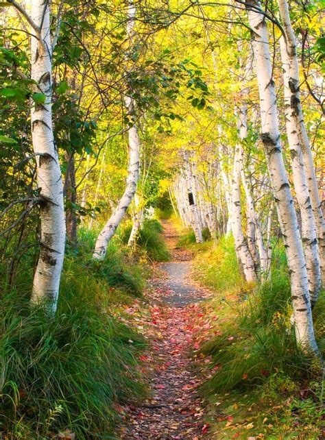 Acadia National Park Maine Birch Trees Ed Heaton Landscape