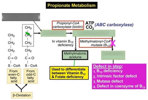 Propionate Metabolism Substrates Diagram Quizlet