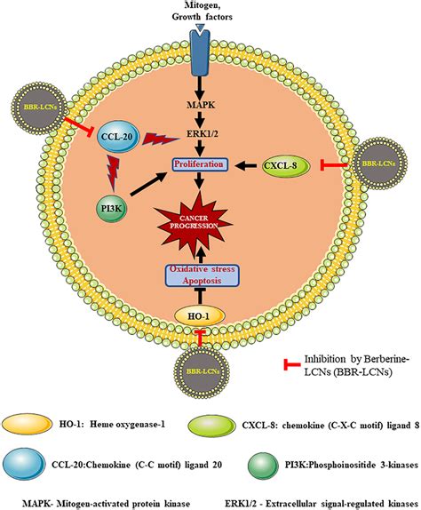 Uncontrolled Cell Proliferation And Migration Leads To Lung Cancer