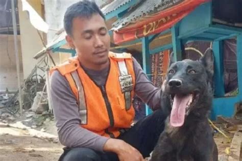 Mengenal Walet Si Anjing K 9 Jenis Dutch Shepherd Yang Mampu Temukan