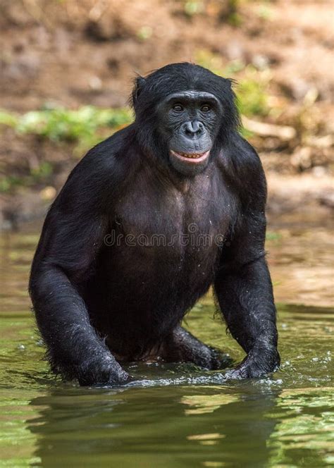 Bonobo Male in the Water. Scientific Name: Pan Paniscus Stock Photo ...