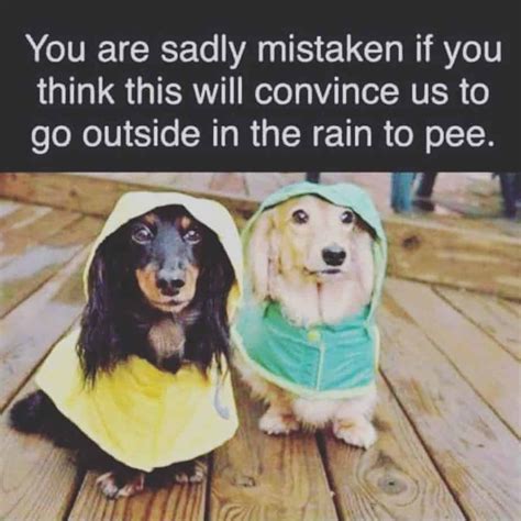 50 Funniest Dachshund Memes