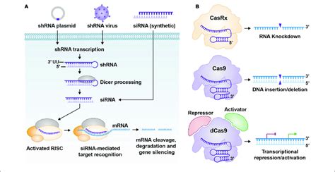 | (A) General pathway for shRNA and siRNA; from delivery to processing ...