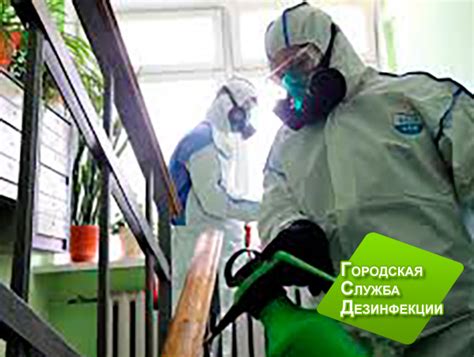 Дезинфекция, дезинсекция, дератизация: отличия и что надо знать