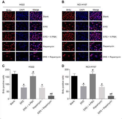 Proliferation In Mutant P53 Lc Cells Induced By Ers In Each Groupnote