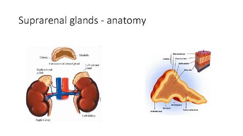 Glucocorticoids Suprarenal Glands Anatomy Adrenal Cortex Physiology Zona