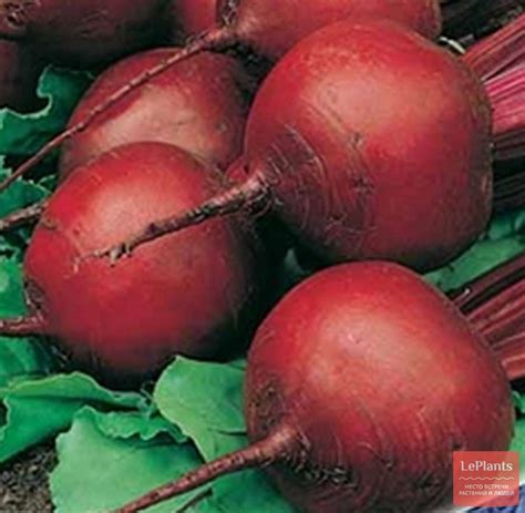 Свекла столовая 'Браво' — описание сорта, характеристики | на LePlants.ru