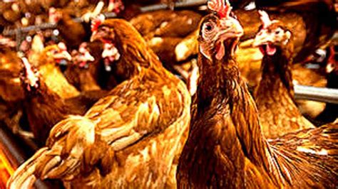 Estiércol De Gallinas Para Impulsar La Economía China Bbc News Mundo