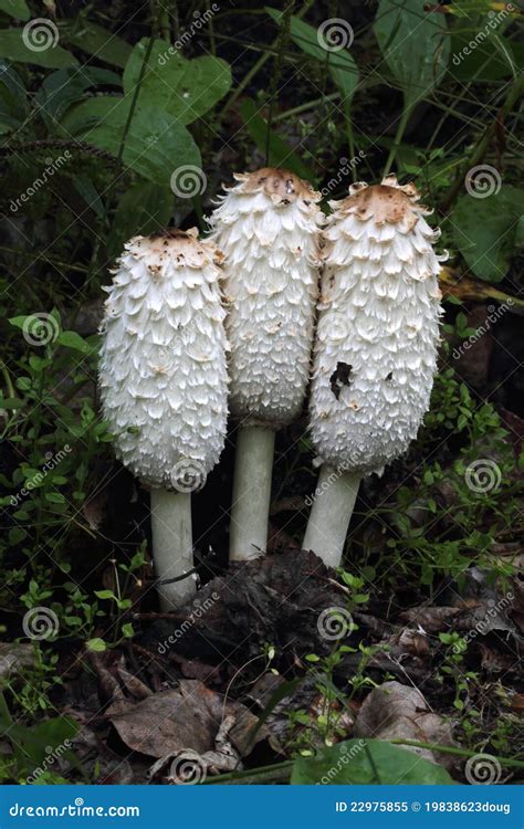 Shaggy Mane Mushroom Royalty-Free Stock Photo | CartoonDealer.com #24154959