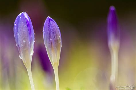 Krokus Fr Hlings Krokus Crocus Vernus Schwertliliengew Chse