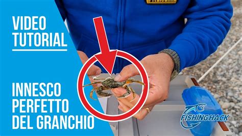 Innesco Granchio Per La Pesca All Orata Youtube