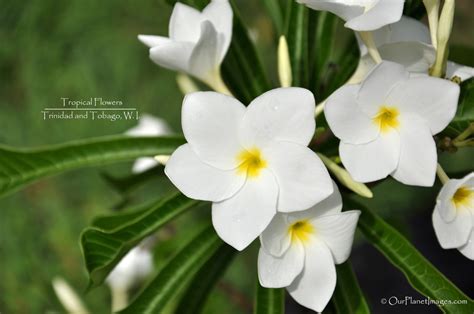 Flowers and Plants, Trinidad and Tobago