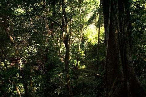 Selva húmeda: qué es, características, clima, flora, fauna, ubicación