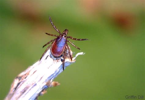 Tick Biology Cooperative Extension Tick Lab University Of Maine