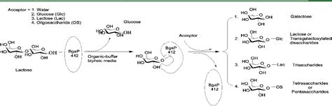 Figure 1 from Enzymatic synthesis of galacto-oligosaccharides in an ...