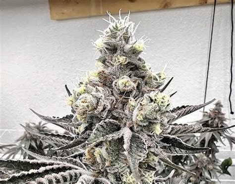 Pave Raw Genetics King Kong Clones