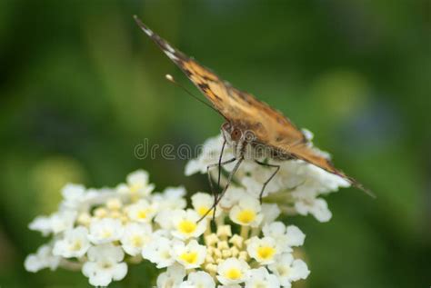 Painted Lady Butterfly Eggs Stock Photos - Free & Royalty-Free Stock ...