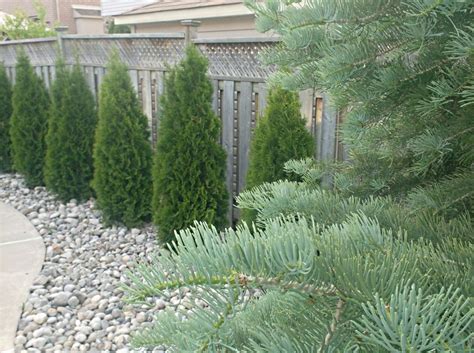 This Planted Hedge Of Arborvitae Along A Trellis Topped Fence Provides