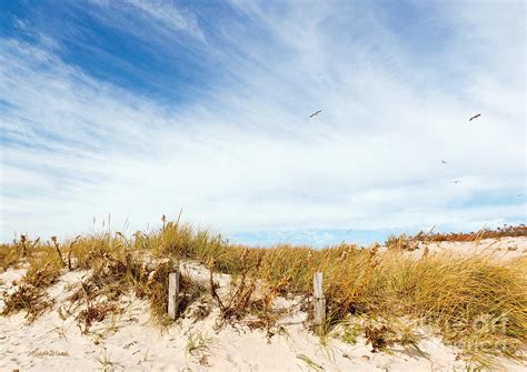 Autumn Foliage At The Beach Photograph By Michelle Constantine Fine