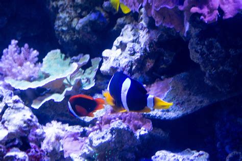 Clownfish Aquarium Nature - Free photo on Pixabay - Pixabay