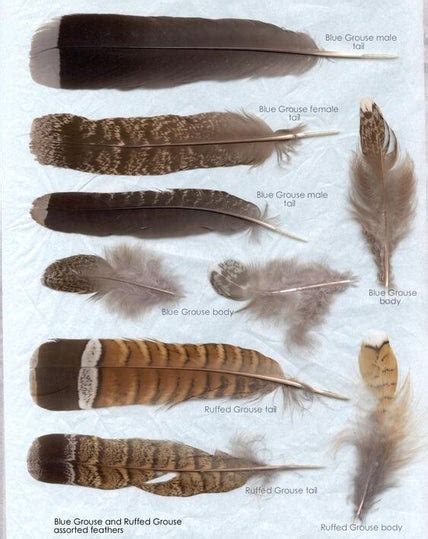 Five Types of Feathers / Feathers / Avian Anatomy | Ornithology Education