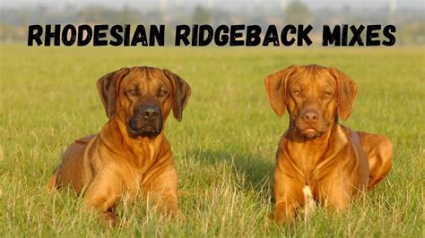 15 Most Popular Rhodesian Ridgeback Mixes (With Pictures!)