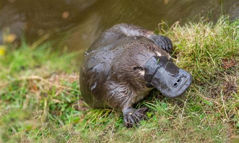 8 Interesting platypus facts | WWF-Australia | 8 Interesting platypus facts | WWF Australia