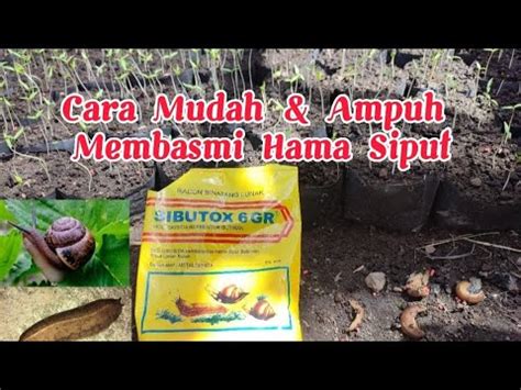 Cara Mudah Mengatasi Hama SIPUT Pada Tanaman Cabai YouTube