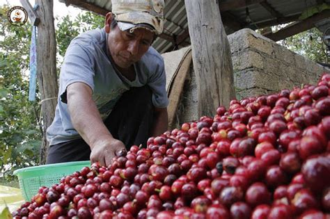 Caf De Colombia Producci N De Caf Aument En Abril Pero Las